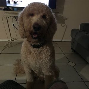 Meet your Posher, Aron